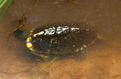 [A turtle swims just below the surface of the water. Its shell is barely visible because it is 90 percent covered with moss. The very front edge of the shell and a stripe in the middle can be seen. Those areas probably get 'cleaned' as the turtle propels itself through the water.]